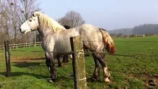 Étalons Percherons 3 ans  Mise à lherbe [upl. by Cirnek]