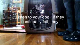 How to Use Midwest Homes 36 inch Double Door Pet Crate [upl. by Sura]