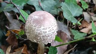 Chlorophyllum Rhacodes 🍴🍴 06102023 La Cité Jardin [upl. by Otha77]