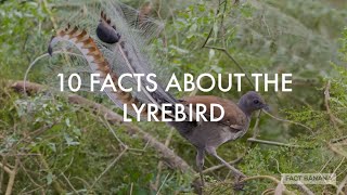 Ten Facts About The Lyrebird [upl. by Ahsitniuq304]