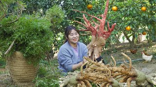 Harvest Vietnam Ginseng Plant Goess to market sell  Soaking Ming Aralia In Wine Is Good For Health [upl. by Ainitsirc]