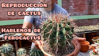 ¿Cómo reproducir un FEROCACTUS Cuidados [upl. by Eldred]