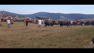 Korida Stricici Kocicev zbor Mes Benito  Kukan Veljkočetvrt polu finale teška [upl. by Bodkin]