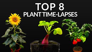 384 Days in 8 Minutes  TOP 8 Plant Growing Timelapses [upl. by Clymer]