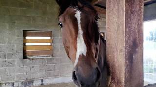 Taking Care of Horses in Horb am Neckar Germany workaway [upl. by Drapehs]