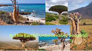 Exploring the Mystical Socotra Island Yemen [upl. by Brittne]