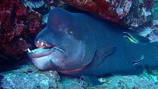 Wired Huge Asian sheepshead Wrasse  Diving KOBUDAI [upl. by Ahsienor110]