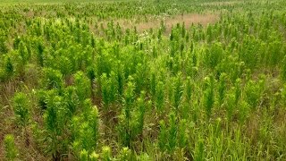 Management of MarestailHorseweed [upl. by Uv171]