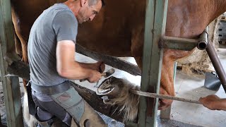 Farrier trims the hooves of a Belgian draft horse [upl. by Aikyn884]