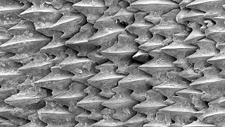 Shark Skin is Made Up of Millions of Microscopic Teeth [upl. by Spiro]