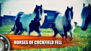 Vanner amp Cob Horses of Cockfield Fell [upl. by Chelsea]