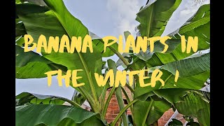 How I Overwinter Banana Plants Here in the North of England [upl. by Anaerda]