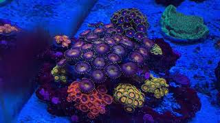 How to grow Zoas my method [upl. by Roon]