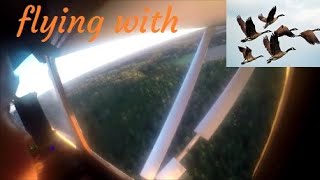 himax flying with geese [upl. by Cypro]