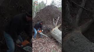 shorts super big tree stump sawed super fast [upl. by Caril]