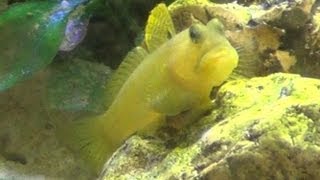 Yellow Watchman Goby amp Pistol Shrimp [upl. by Notyal702]