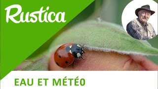 Comment attirer les insectes auxiliaires [upl. by Kcid]