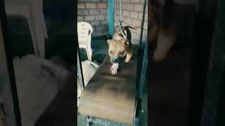 K9 training shorts k9 malinois pitbull dogtraining dog [upl. by Kiele]