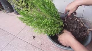 Foxtail Fern  How to Propagate [upl. by Eciral129]