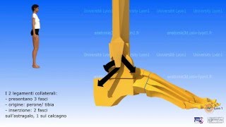 Artrologia della caviglia [upl. by Johathan]