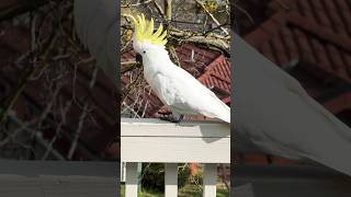 Cockatoo Facts FUN FACTS about the COCKATOO [upl. by Niwhsa190]