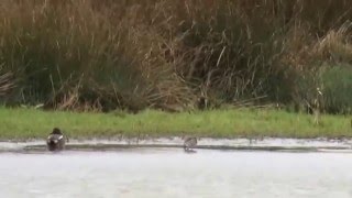 Longbilled Dowitcher Wanlip Meadows LRWT Leicestershire [upl. by Wilfrid]