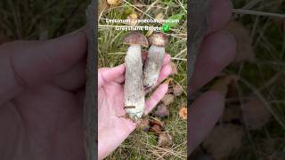 leccinum leccinumcyaneobasileum greyshankbolete bolete edulis bolet wildlife foraginguk [upl. by Mukerji]