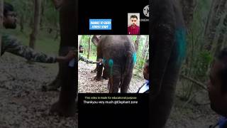 Injured ELEPHANT going healthy from ElephantZone 🙏 shorts nature animals humanity [upl. by Neih166]