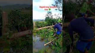 Maglinis na Tayo sa mga gilid ng pilapil para sa upcoming season of planting 🌾 shortvideo ricefarm [upl. by Dosh504]