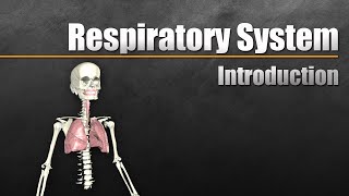 Intro to the Respiratory System [upl. by Annez]