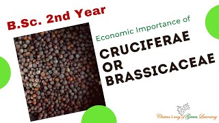 Economic importance of Family Cruciferae or Brassicaceae [upl. by Latia640]