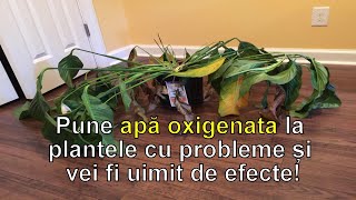 Pune apa oxigenata la plantele cu probleme si vei fi uimit de efecte [upl. by Marfe]