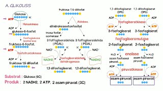 METABOLISME PART 2 KATABOLISME [upl. by Connett]