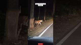 Tiger Attack In Car Jim Corbett night Travel 😱 youtubeshorts jimcorbett tigerattack nightsafari [upl. by Dominick]