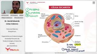 Generalidades  Célula eucariota [upl. by Ivz]