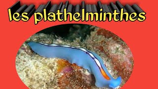 Embranchement des plathelminthes 2 [upl. by Einhpets239]