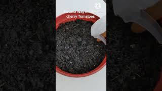 How to Grow cherry tomatoes indoors [upl. by Alrich]