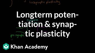 Long term potentiation and synaptic plasticity  Processing the Environment  MCAT  Khan Academy [upl. by Naaitsirhc294]