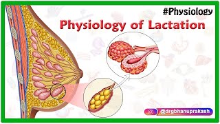 Physiology of Lactation Animation [upl. by Nylsirk]