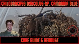 Chilobrachys dyscolus sp Cambodia Blue care guide and rehouse [upl. by Annuahs360]