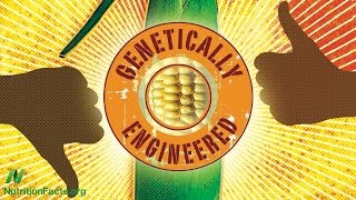 Are GMOs Safe The Case of BT Corn [upl. by Ytok406]