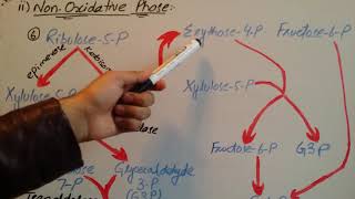 NonOxidative Phase of HMP Shunt zeshan shigriISM [upl. by Kim]