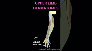 Upper limb dermatomes [upl. by Oneill452]