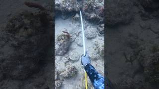 Nice easy large one in this sand hole🦞 Full video linked [upl. by Adnahsam]