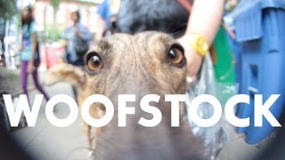 Animals Close Up With A Wide Angle Lens  Woofstock 2013 [upl. by Ruffo]