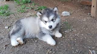 Alaskan malamute puppies 6 weeks old [upl. by Einahpad]