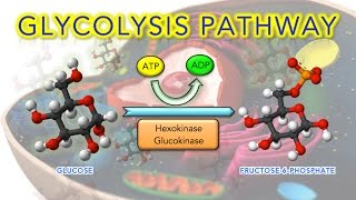 Steps of Glycolysis Reactions Explained  Animation  SUPER EASY [upl. by Ashwell]