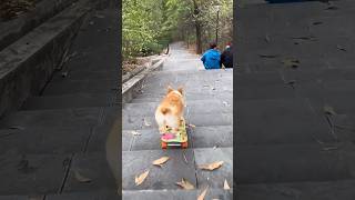 This CuteSkateboardingDog is Celebrity Dog shortvideo [upl. by Aitetel]