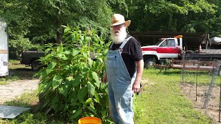 POKE WEED HARVEST How I Process and Cook Leaves and Stalks [upl. by Margette466]