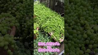 【多肉植物】セダム対決🔥根なしの大粒vs根ありの小粒【結果発表】 [upl. by Riffle]